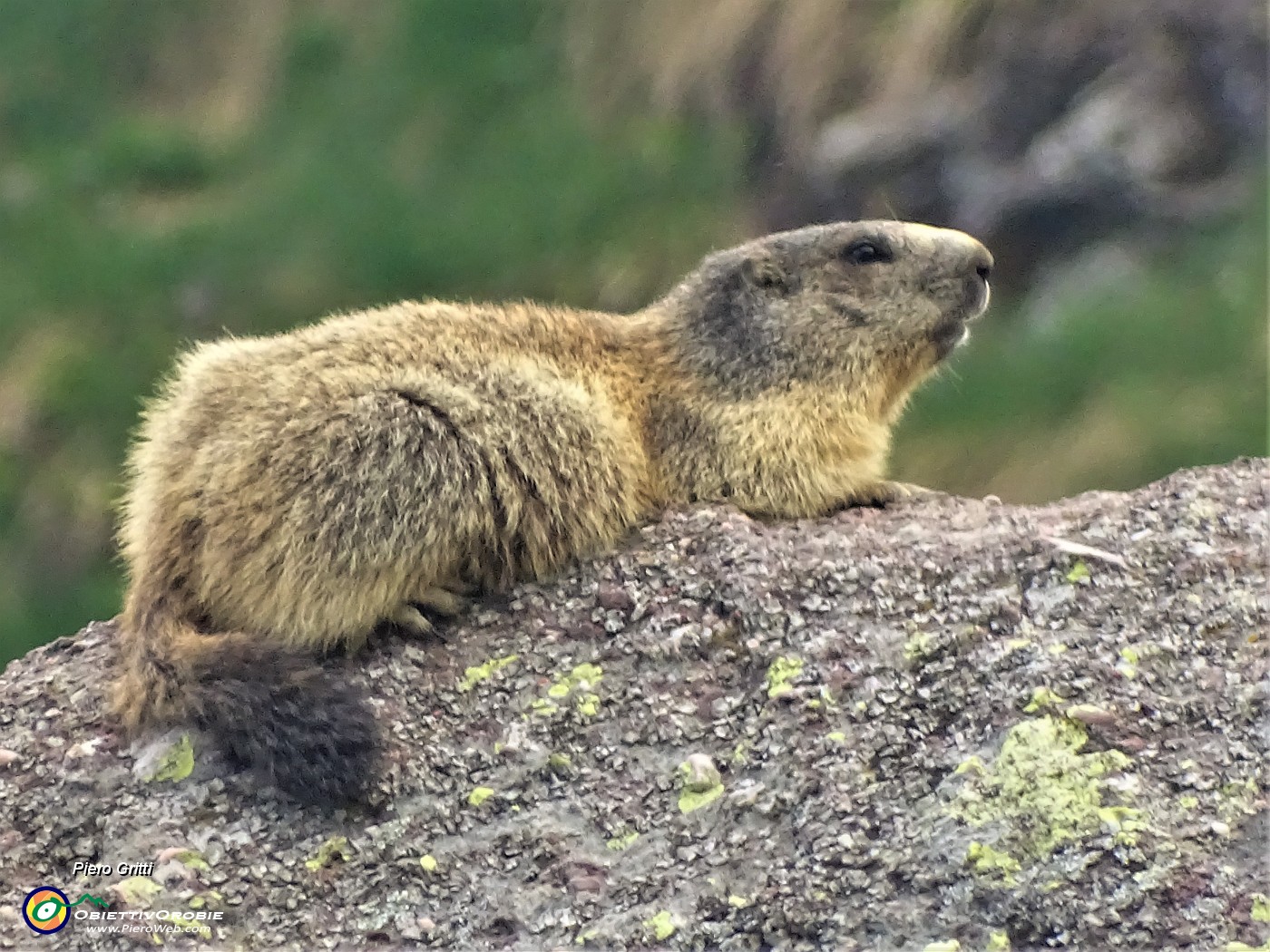 83 Marmotta in comoda sentinella su grosso masso.JPG